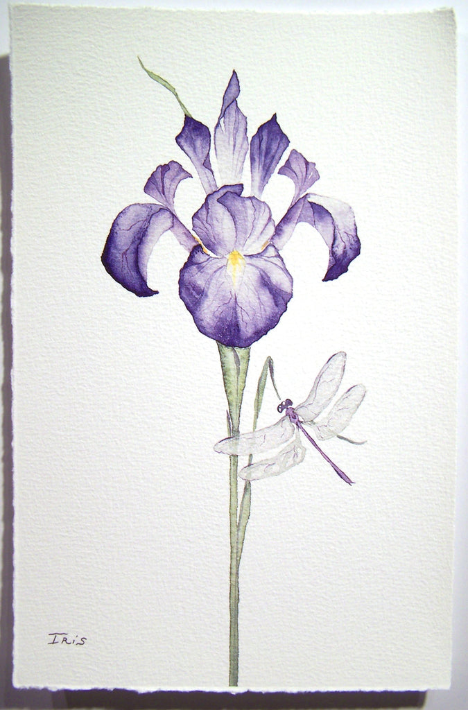 Iris (unframed)